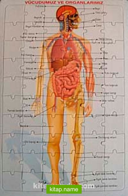 Vücudumuz ve Organlarımız Yapboz